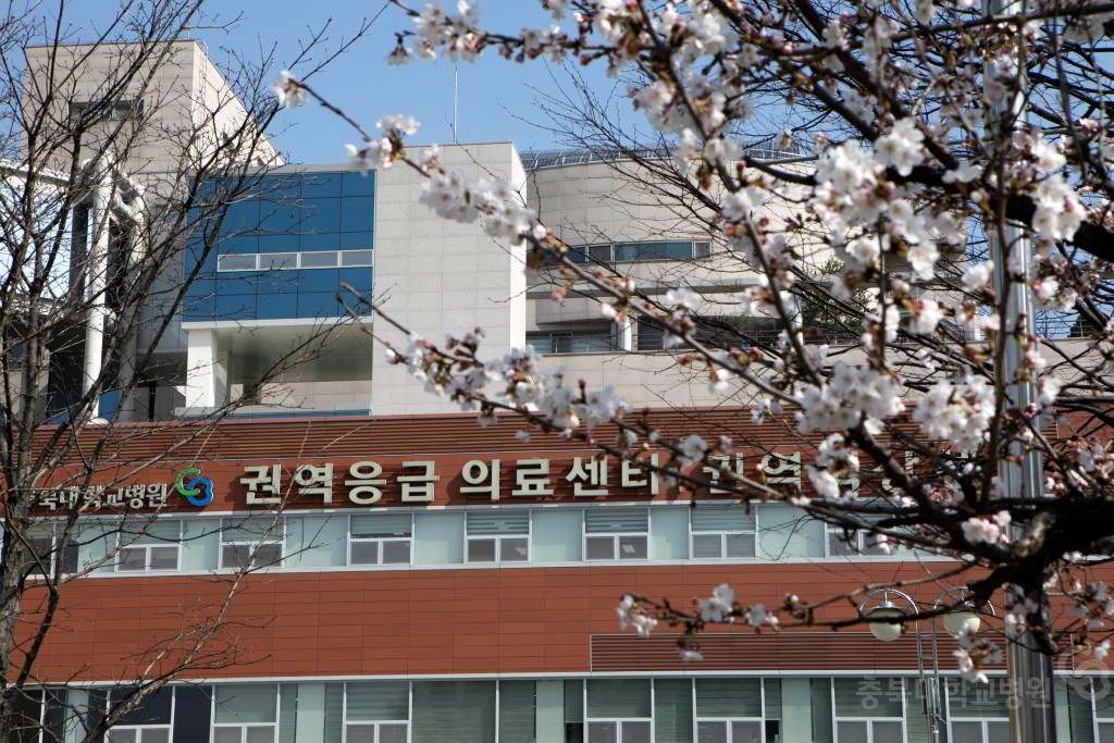 충북대학교병원 봄