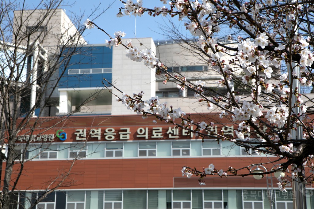 충북대학교병원 봄